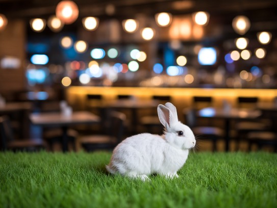 春深似海兔影摇曳,揭秘生肖兔的芳华时光 春深似海兔影摇曳,揭秘生肖兔的芳华时光