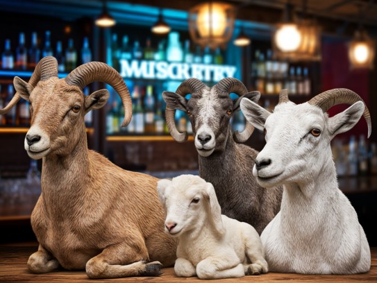 生肖和谐揭秘，甘心乐意生肖配对，探寻十二生肖和谐相伴的秘密