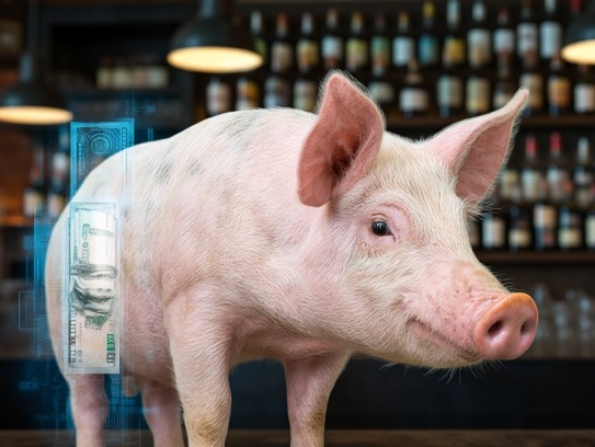 生肖猪反思录，从出乖露丑到贪图小利，揭秘生肖猪的道德困境与自我救赎