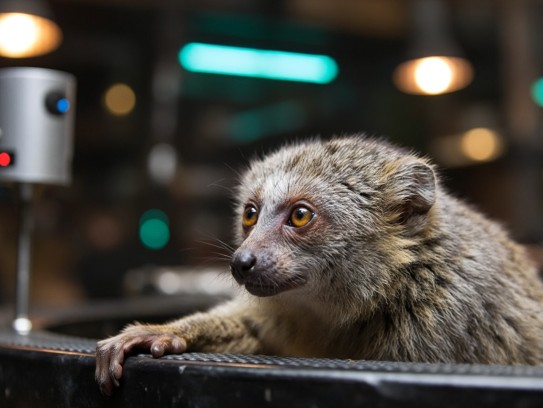 揭秘非狐非猴之谜，冒名顶替背后的真相与无奈打一生肖探秘