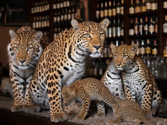 揭秘数小康珍稀动物,不惜血本猎奇探秘,奇珍异兽世界大起底 揭秘数小康珍稀动物,不惜血本猎奇探秘,奇珍异兽世界大起底