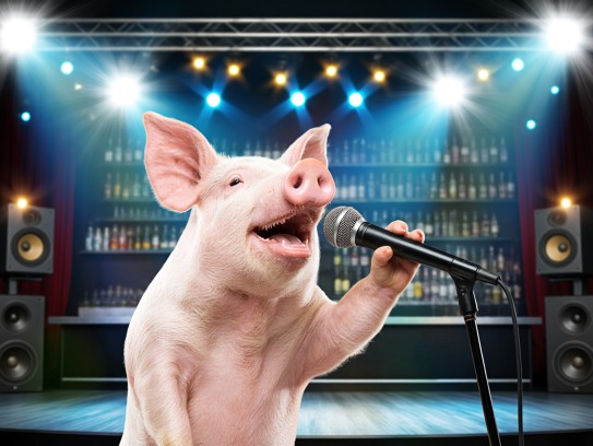 猪你常乐,揭秘好吃懒做生肖猪的传奇故事与生活智慧 猪你常乐,揭秘好吃懒做生肖猪的传奇故事与生活智慧