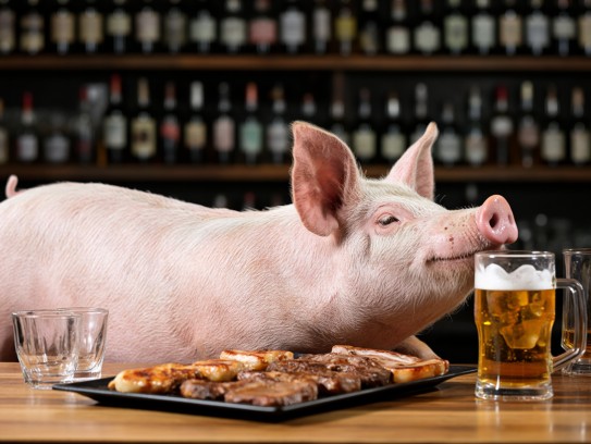 生肖猪的悠闲时光,烤肉香醇配冰啤,一醉方休,悠然自得生活画卷 生肖猪的悠闲时光,烤肉香醇配冰啤,一醉方休,悠然自得生活画卷