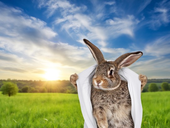 拨云见日揭秘,彻底澄清打一生肖的神秘面纱 拨云见日揭秘,彻底澄清打一生肖的神秘面纱