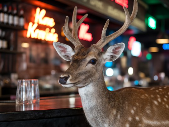 梅花鹿初醒瞬间,揭秘含苞欲放梅花鹿的迷人姿态与神秘传说 梅花鹿初醒瞬间,揭秘含苞欲放梅花鹿的迷人姿态与神秘传说