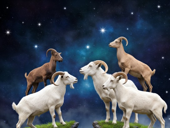 生肖之间妙用举一反三,生肖智慧揭秘 生肖之间妙用举一反三,生肖智慧揭秘