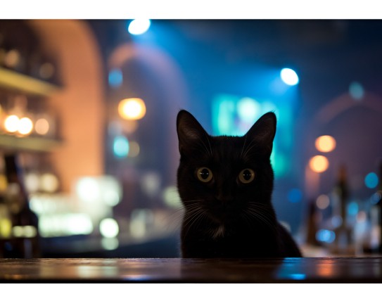 揭秘猫影迷踪,本地打一生肖文化探寻之旅 揭秘猫影迷踪,本地打一生肖文化探寻之旅