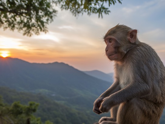 树下静坐悟猴道,一八专注九志凝—探寻生肖猴的内在精神境界与专注力奥秘 树下静坐悟猴道,一八专注九志凝—探寻生肖猴的内在精神境界与专注力奥秘