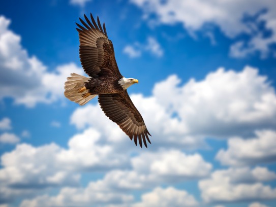 雄鹰展翅巍然立——探寻代表威武不屈的生肖成语典故