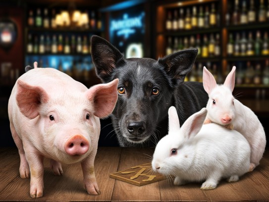 揭秘成语违恩负义生肖寓意，揭示猪、狗、兔等生肖的象征意义