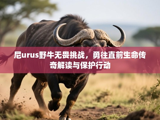 尼urus野牛无畏挑战，勇往直前生命传奇解读与保护行动