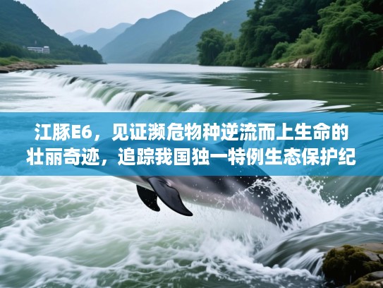 江豚E6，见证濒危物种逆流而上生命的壮丽奇迹，追踪我国独一特例生态保护纪实