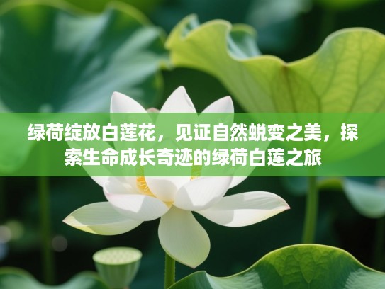 绿荷绽放白莲花,见证自然蜕变之美,探索生命成长奇迹的绿荷白莲之旅 绿荷绽放白莲花,见证自然蜕变之美,探索生命成长奇迹的绿荷白莲之旅