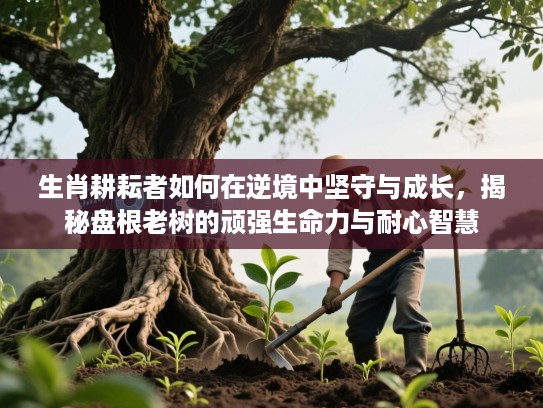 生肖耕耘者如何在逆境中坚守与成长，揭秘盘根老树的顽强生命力与耐心智慧