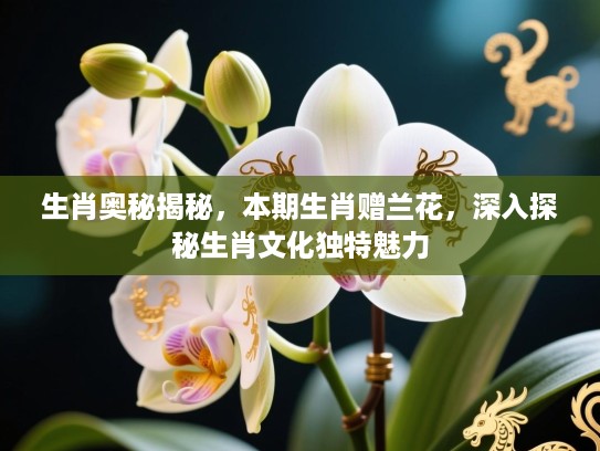 生肖奥秘揭秘，本期生肖赠兰花，深入探秘生肖文化独特魅力